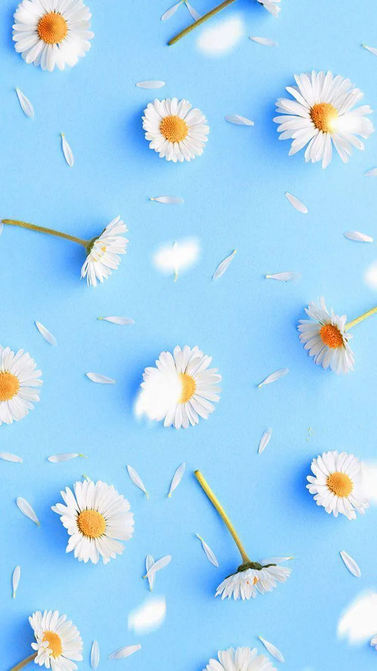 Un fond d'écran pâquerettes pour illustrer notre article de printemps 2025